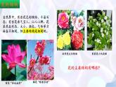 9.3 植物的繁殖（第1課時）2025學年七年級生物下冊同步優(yōu)質課件（蘇教版2024）