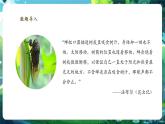 【核心素養(yǎng)優(yōu)質(zhì)課】人教版生物七年級下冊1.1.1觀察周邊環(huán)境中的生物（課件+教案+學(xué)案+練習(xí)+大單元整體教學(xué)設(shè)計）
