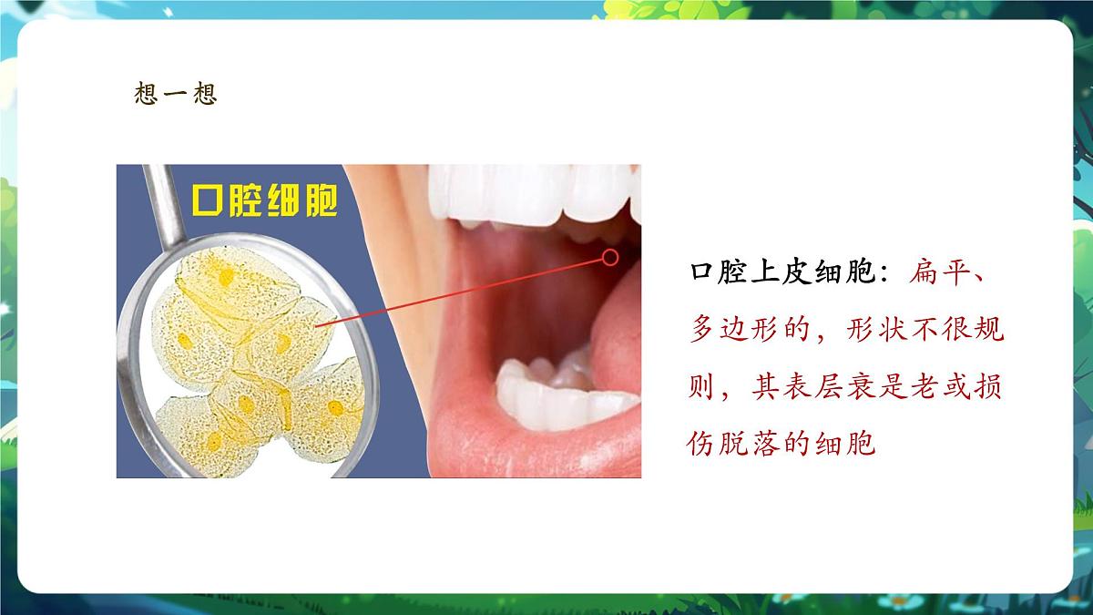 《1.2.3.1动物细胞（第一课时） 》课件第5页