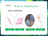【核心素養(yǎng)優(yōu)質(zhì)課】人教版生物七年級下冊1.2.3.2動物細(xì)胞（第二課時）（課件+教案+學(xué)案+練習(xí)+大單元整體教學(xué)設(shè)計）