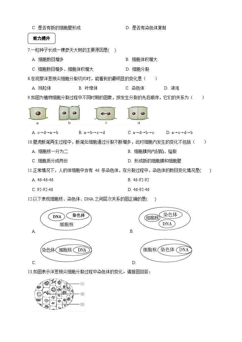 《1.3.1细胞通过分裂产生新细胞》分层练习第2页