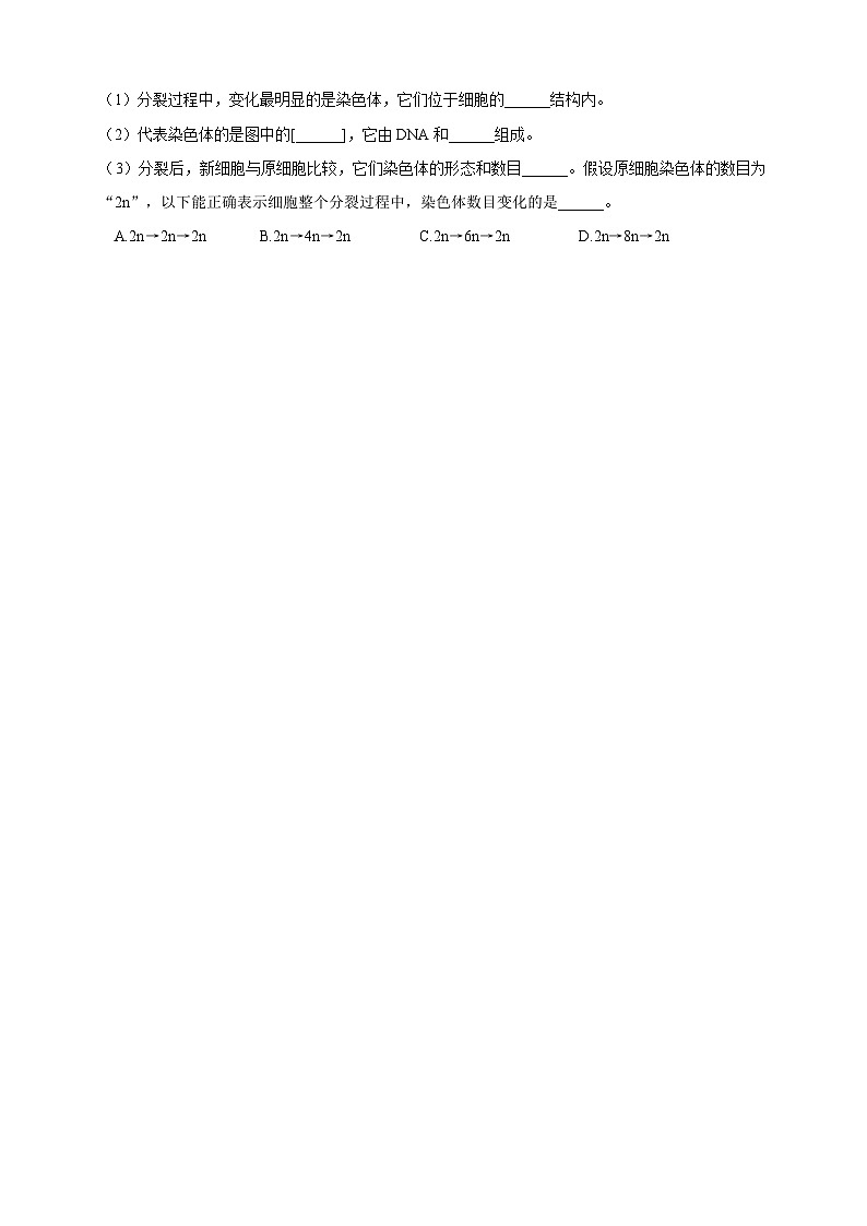 《1.3.1细胞通过分裂产生新细胞》分层练习第3页