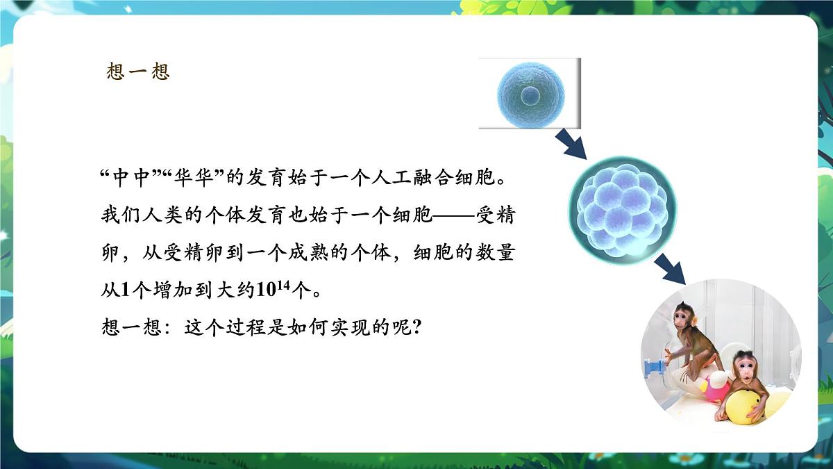 《1.3.1细胞通过分裂产生新细胞》课件第3页