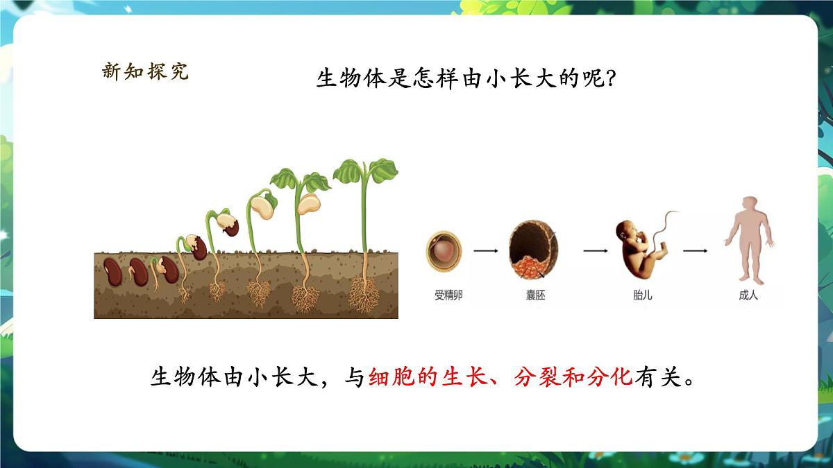 《1.3.1细胞通过分裂产生新细胞》课件第4页