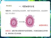 【核心素養(yǎng)優(yōu)質(zhì)課】人教版生物七年級下冊1.3.1細(xì)胞通過分裂產(chǎn)生新細(xì)胞 （課件（27頁）+教案+學(xué)案+練習(xí)+大單元整體教學(xué)設(shè)計）