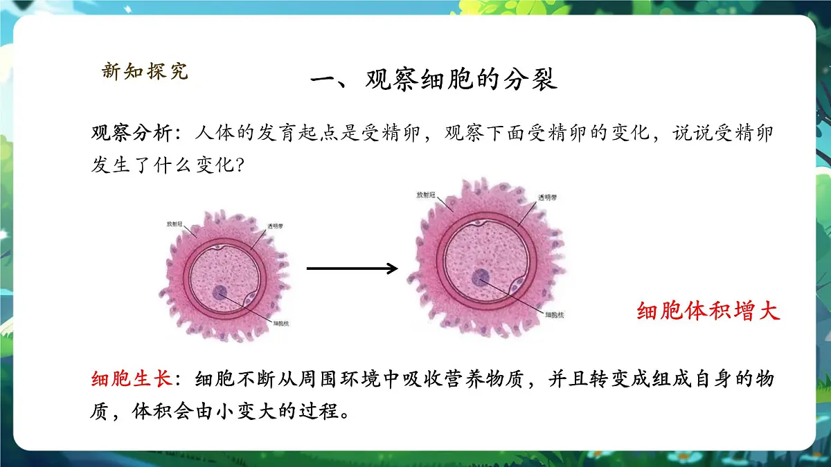 《1.3.1细胞通过分裂产生新细胞》课件第5页