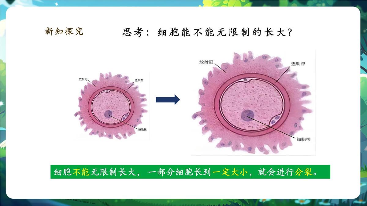 《1.3.1细胞通过分裂产生新细胞》课件第6页
