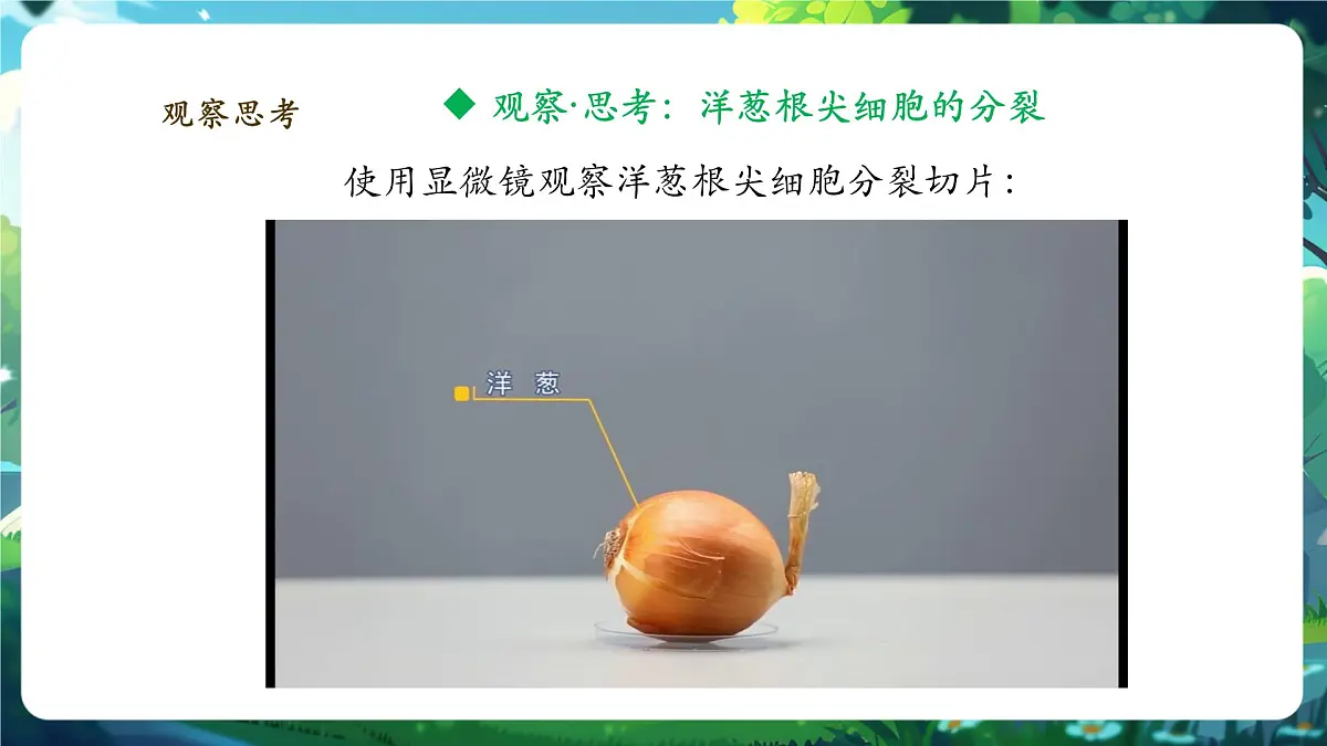 《1.3.1细胞通过分裂产生新细胞》课件第7页