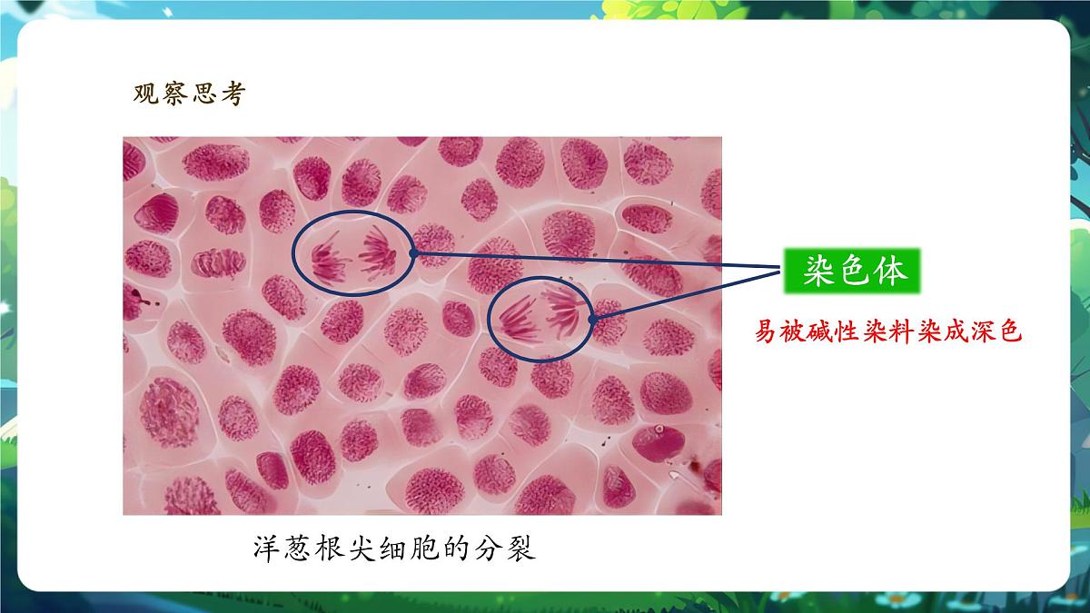 《1.3.1细胞通过分裂产生新细胞》课件第8页