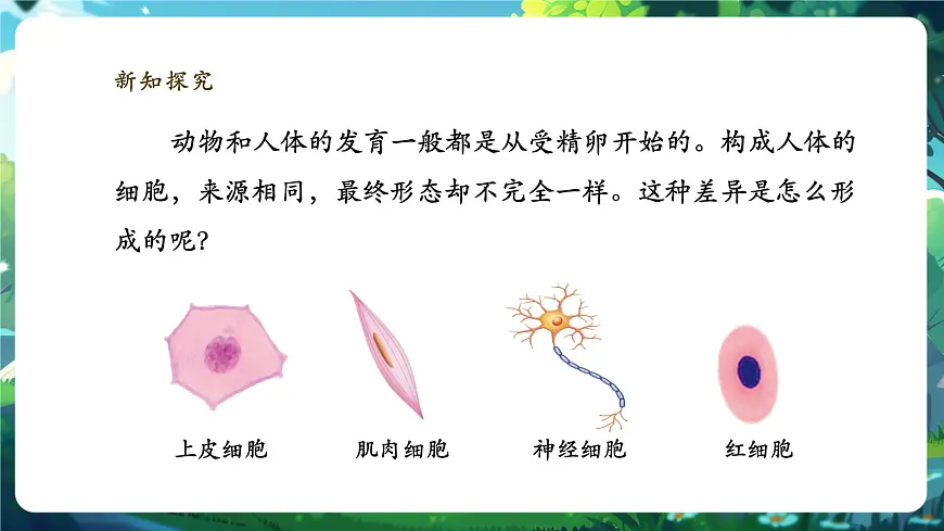《1.3.2.1动物体的结构层次（第一课时）》课件第4页