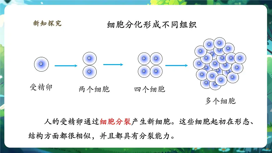 《1.3.2.1动物体的结构层次（第一课时）》课件第5页