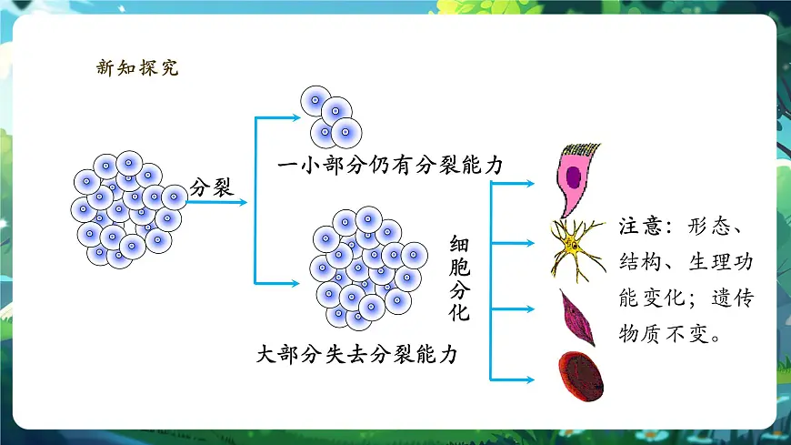 《1.3.2.1动物体的结构层次（第一课时）》课件第6页