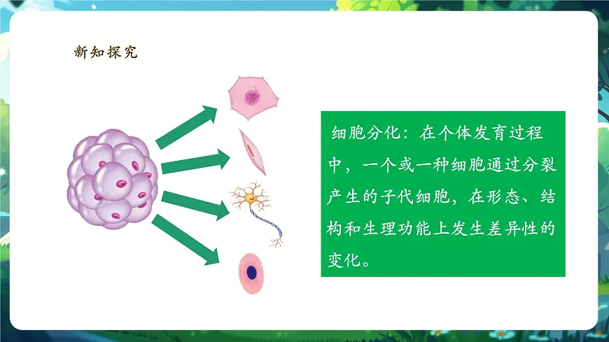 《1.3.2.1动物体的结构层次（第一课时）》课件第7页