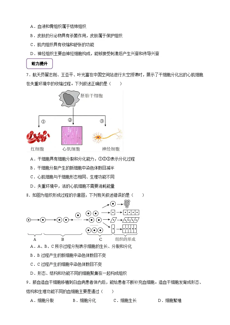 《1.3.2.1动物体的结构层次（第一课时）》分层练习第2页