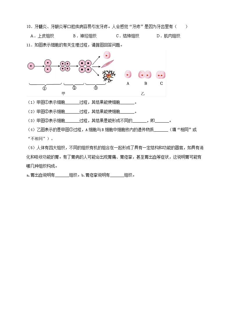 《1.3.2.1动物体的结构层次（第一课时）》分层练习第3页