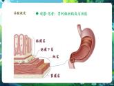 【核心素養(yǎng)優(yōu)質(zhì)課】人教版生物七年級下冊1.3.2.2動物體的結(jié)構(gòu)層次（第二課時）（課件+教案+學案+練習+大單元整體教學設計）