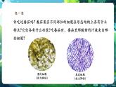 【核心素養(yǎng)優(yōu)質(zhì)課】人教版生物七年級下冊1.3.3植物體的結(jié)構(gòu)層次（課件+教案+學案+練習+大單元整體教學設(shè)計）
