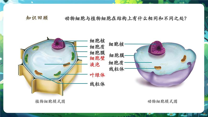 《1.3综合实践项目 制作细胞模型》课件第3页