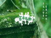 【核心素養(yǎng)優(yōu)質(zhì)課】人教版生物七年級下冊2.1.1.2藻類、苔蘚和蕨類（第二課時）（課件+教案+學案+練習+大單元整體教學設(shè)計）
