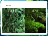 【核心素養(yǎng)優(yōu)質(zhì)課】人教版生物七年級下冊2.1.1.2藻類、苔蘚和蕨類（第二課時）（課件+教案+學案+練習+大單元整體教學設(shè)計）