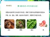 【核心素養(yǎng)優(yōu)質(zhì)課】人教版生物七年級下冊2.1.2.2種子植物（第二課時）（課件+教案+學(xué)案+練習(xí)+大單元整體教學(xué)設(shè)計）