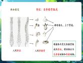 【核心素養(yǎng)優(yōu)質(zhì)課】人教版生物七年級(jí)下冊(cè)2.2.1無(wú)脊椎動(dòng)物（課件+教案+學(xué)案+練習(xí)+大單元整體教學(xué)設(shè)計(jì)）