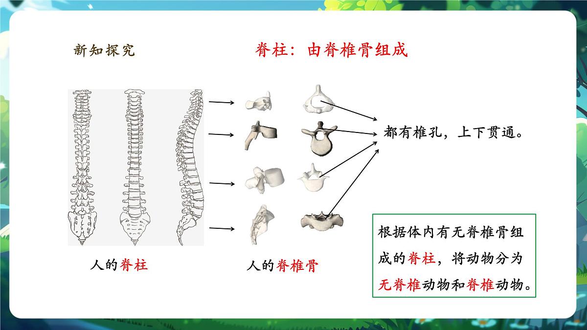 《2.2.1无脊椎动物》课件第5页