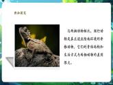【核心素養(yǎng)優(yōu)質課】人教版生物七年級下冊2.2.2.2兩棲動物和爬行動物（第二課時）（課件+教案+學案+練習+大單元整體教學設計）