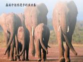 【核心素養(yǎng)優(yōu)質(zhì)課】人教版生物七年級(jí)下冊(cè)2.2.2.3鳥(niǎo)和哺乳動(dòng)物（第二課時(shí)）（課件+教案+學(xué)案+練習(xí)+大單元整體教學(xué)設(shè)計(jì)）