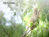 【核心素養(yǎng)優(yōu)質(zhì)課】人教版生物七年級(jí)下冊(cè)2.2.2.3鳥(niǎo)和哺乳動(dòng)物（第二課時(shí)）（課件+教案+學(xué)案+練習(xí)+大單元整體教學(xué)設(shè)計(jì)）
