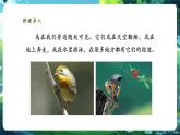 【核心素養(yǎng)優(yōu)質(zhì)課】人教版生物七年級(jí)下冊(cè)2.2.2.3鳥(niǎo)和哺乳動(dòng)物（第一課時(shí)）（課件+教案+學(xué)案+練習(xí)+大單元整體教學(xué)設(shè)計(jì)）