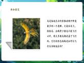 【核心素養(yǎng)優(yōu)質(zhì)課】人教版生物七年級(jí)下冊(cè)2.2.2.3鳥(niǎo)和哺乳動(dòng)物（第一課時(shí)）（課件+教案+學(xué)案+練習(xí)+大單元整體教學(xué)設(shè)計(jì)）