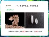 【核心素養(yǎng)優(yōu)質(zhì)課】人教版生物七年級(jí)下冊(cè)2.3.2細(xì)菌（課件+教案+學(xué)案+練習(xí)+大單元整體教學(xué)設(shè)計(jì)）