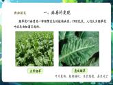 【核心素養(yǎng)優(yōu)質(zhì)課】人教版生物七年級(jí)下冊(cè)2.3.4.1病毒（第一課時(shí)）（課件+教案+學(xué)案+練習(xí)+大單元整體教學(xué)設(shè)計(jì)）