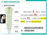 3.2.1 水的利用與散失 - 初中生物七年級下冊 同步教學(xué)課件+教學(xué)設(shè)計(jì)（人教版2024）