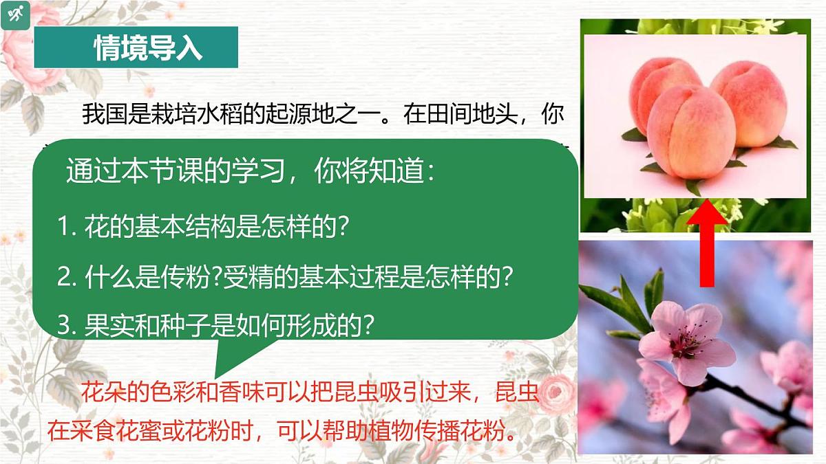 3.1.3 开花和结果 课件 2025学年人教版生物七年级下册第2页