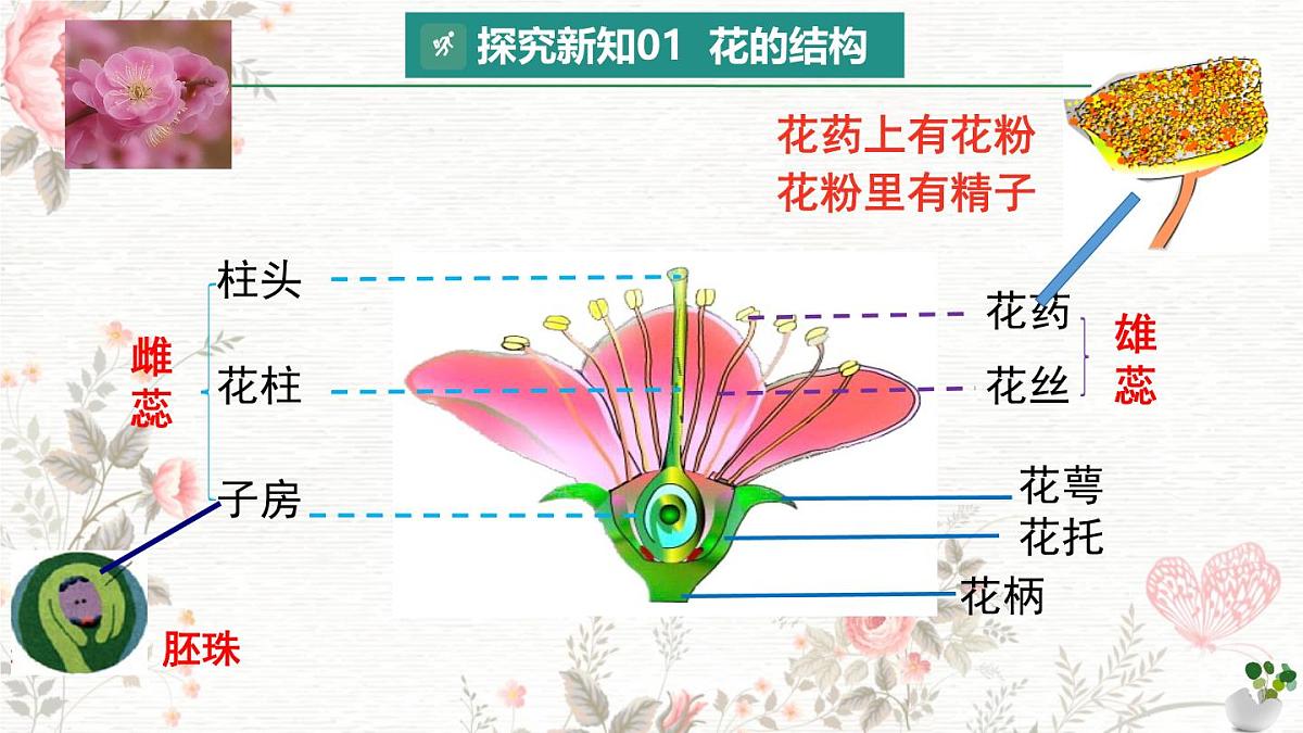 3.1.3 开花和结果 课件 2025学年人教版生物七年级下册第5页