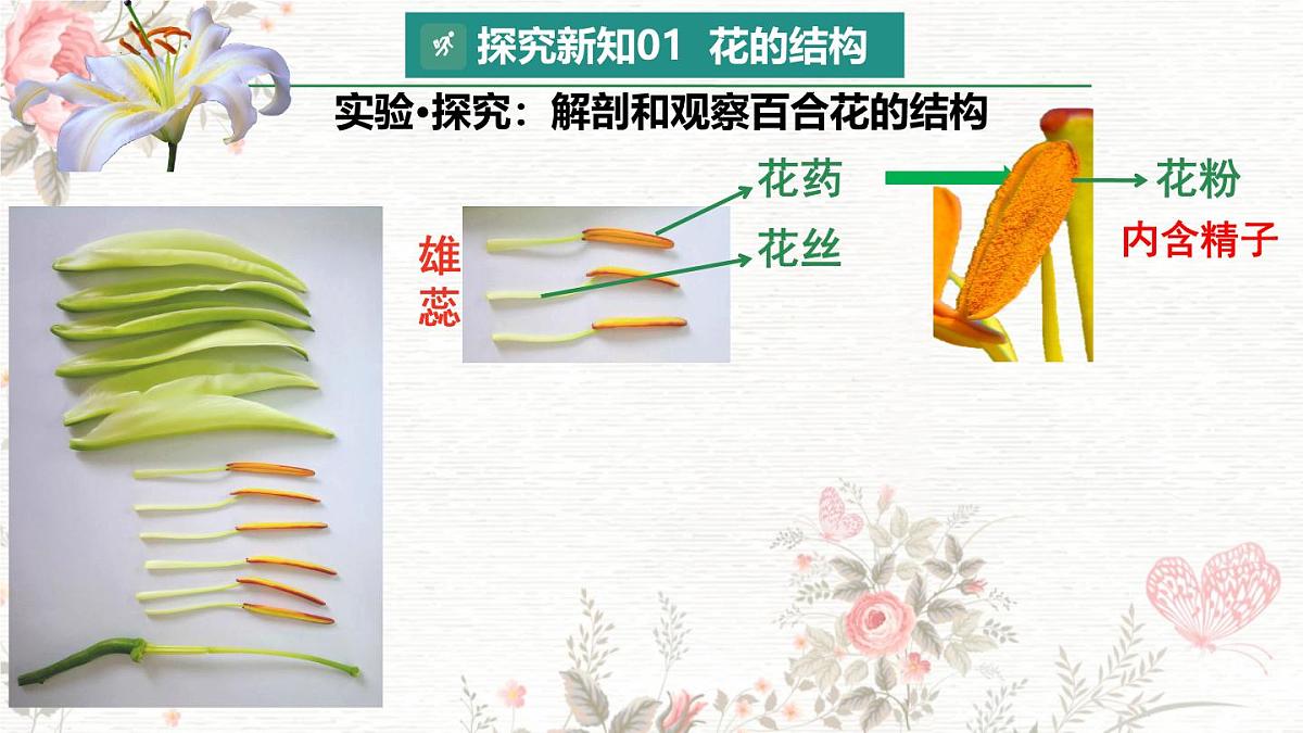 3.1.3 开花和结果 课件 2025学年人教版生物七年级下册第8页