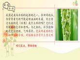 3.1.3 開花和結(jié)果 課件-2024-2025學年人教版生物七年級下冊