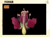 3.1.3 開花和結(jié)果 課件-2024-2025學年人教版生物七年級下冊