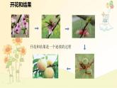 3.1.3 開花和結(jié)果 課件-2024-2025學年人教版生物七年級下冊