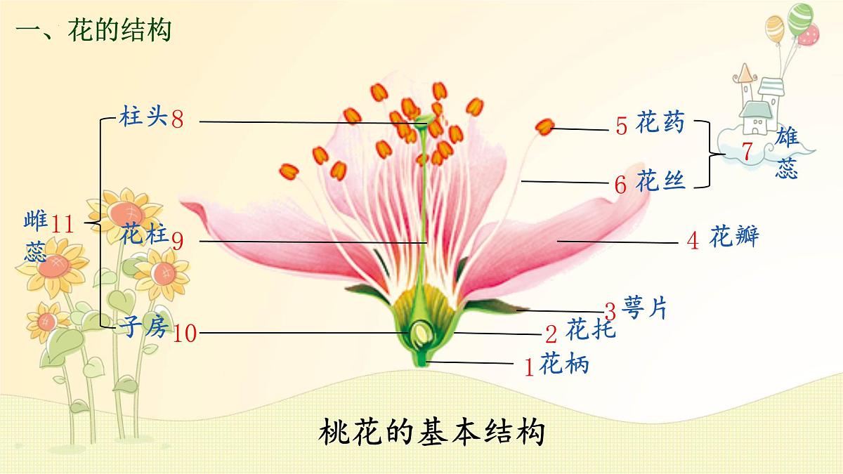 3.1.3 开花和结果 课件-2024-2025学年人教版生物七年级下册第7页
