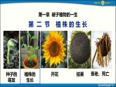 人教版初中生物七下第三單元第一章第二節(jié) 《植株的生長(zhǎng)》 PPT課件