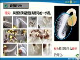 人教版初中生物七下第三單元第一章第二節(jié) 《植株的生長(zhǎng)》 PPT課件