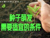 3.2.3 種子萌發(fā)需要適宜的條件 2025學(xué)年濟(jì)南版生物七年級下冊 課件