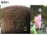 3.2.3 種子萌發(fā)需要適宜的條件 2025學(xué)年濟(jì)南版生物七年級下冊 課件