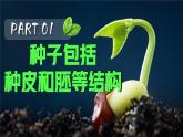 3.2.3 種子萌發(fā)需要適宜的條件 2025學(xué)年濟(jì)南版生物七年級下冊 課件