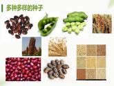 3.2.3 種子萌發(fā)需要適宜的條件 2025學(xué)年濟(jì)南版生物七年級下冊 課件