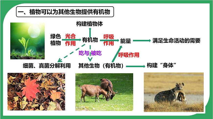 3.2.4 植物在自然界中的作用 2025学年人教版生物七年级下册 课件第3页