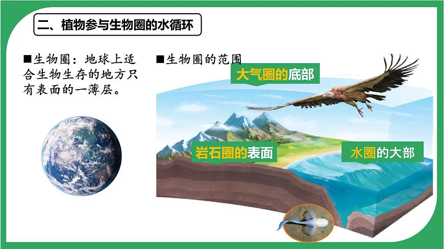 3.2.4 植物在自然界中的作用 2025学年人教版生物七年级下册 课件第4页